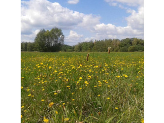 Działka mazowieckie
żyrardowski
Radziejowice
Radziejowice-Parcel Na sprzedaż 1 314 000 PLN 14 600 m2 