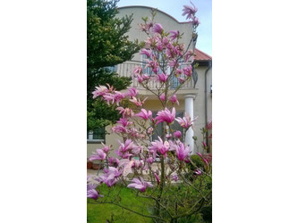 Pokój pomorskie
Gdynia
Witomino
Witomino-Leśniczówka Do wynajęcia 1000 PLN 