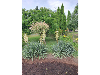 Działka łódzkie
Łódź Na sprzedaż 38 000 PLN 330 m2 