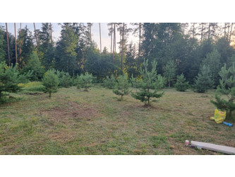 Działka podlaskie
augustowski
Płaska
Serski Las Na sprzedaż 199 000 PLN 3000 m2 
