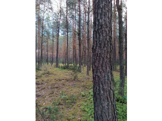Działka mazowieckie
wołomiński
Radzymin
Łosie Na sprzedaż 155 000 PLN 8500 m2 