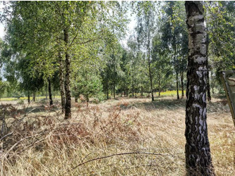 Działka mazowieckie
nowodworski
Pomiechówek
Szczypiorno Na sprzedaż 350 000 PLN 1591 m2 