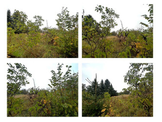 Działka wielkopolskie
międzychodzki
Kwilcz
Kwilcz Na sprzedaż 7300 PLN 279 m2 