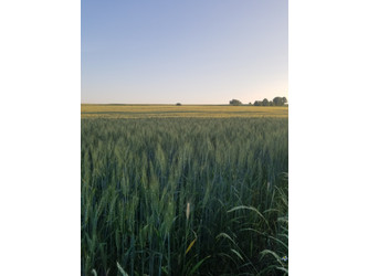 Działka małopolskie
krakowski
Czernichów
Rybna Do wynajęcia 20 000 PLN 500 m2 