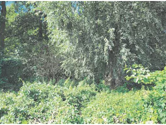 Działka pomorskie
tczewski
Gniew
Pieniążkowo Na sprzedaż 73 800 PLN 4200 m2 